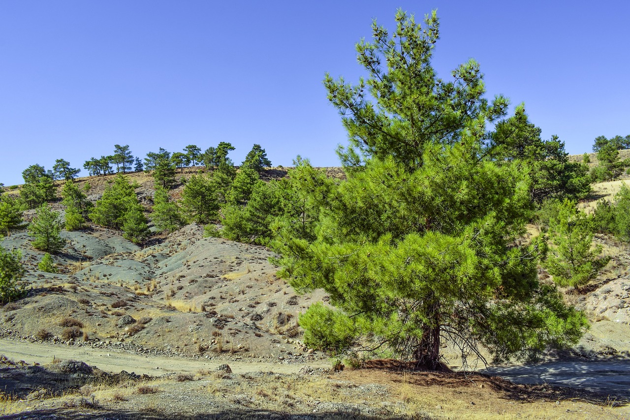 tree forest landscape free photo