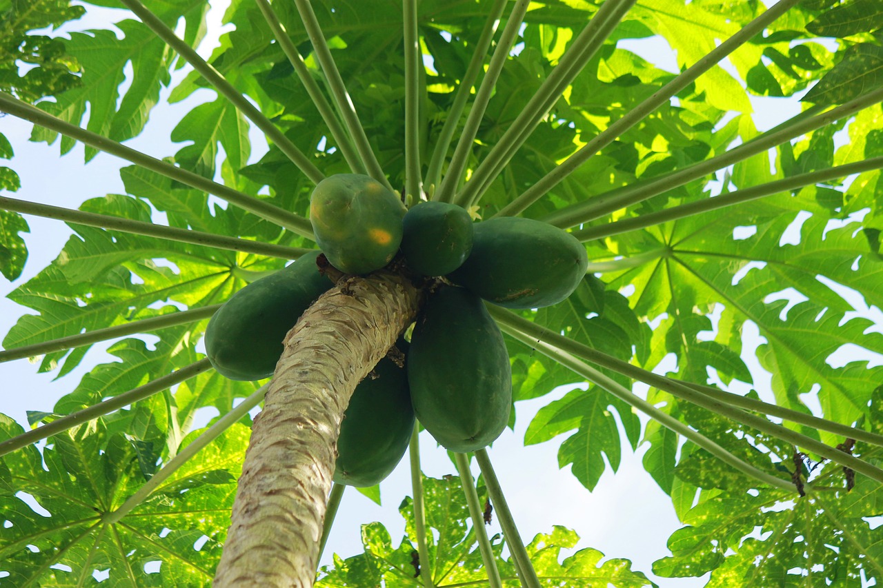 tree plant papaya free photo