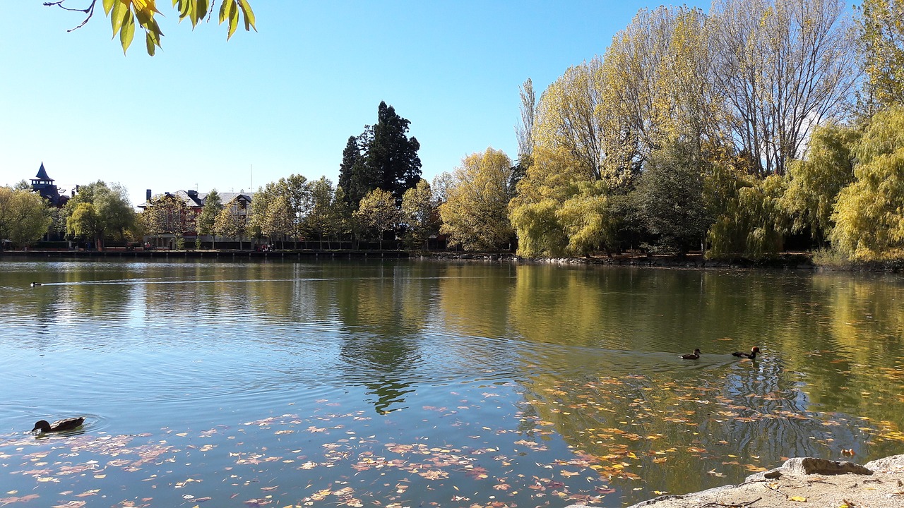 tree lake body of water free photo