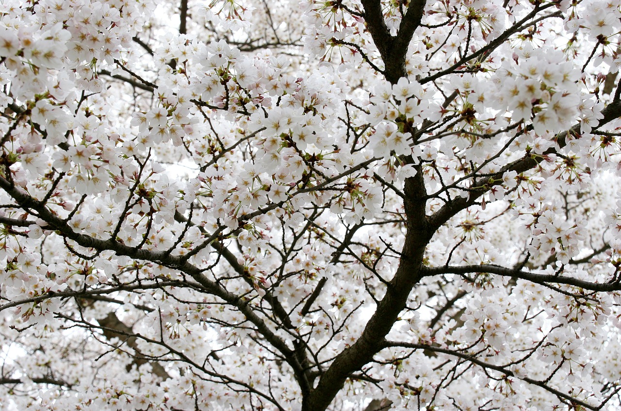 tree branches flower free photo