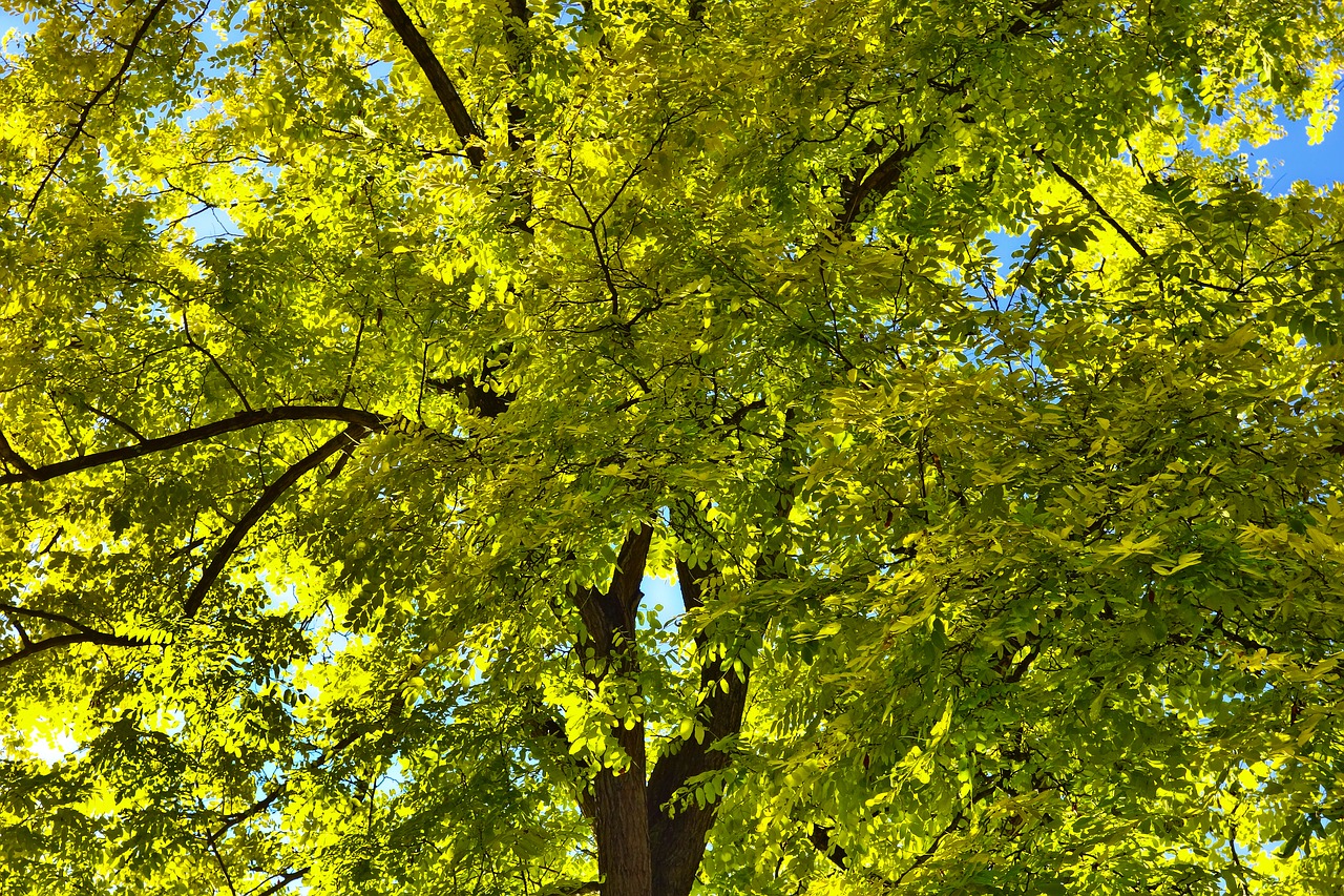 Верхушки деревьев желтые