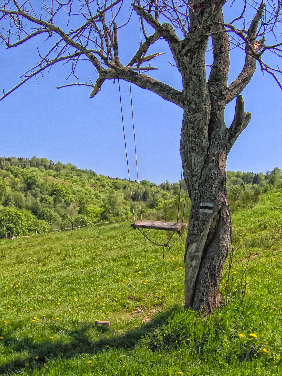 tree swing scenic free photo