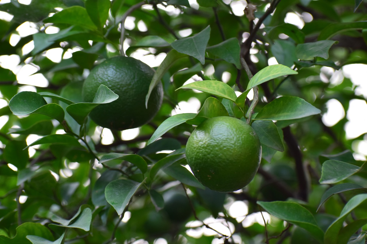 tree fruit green free photo