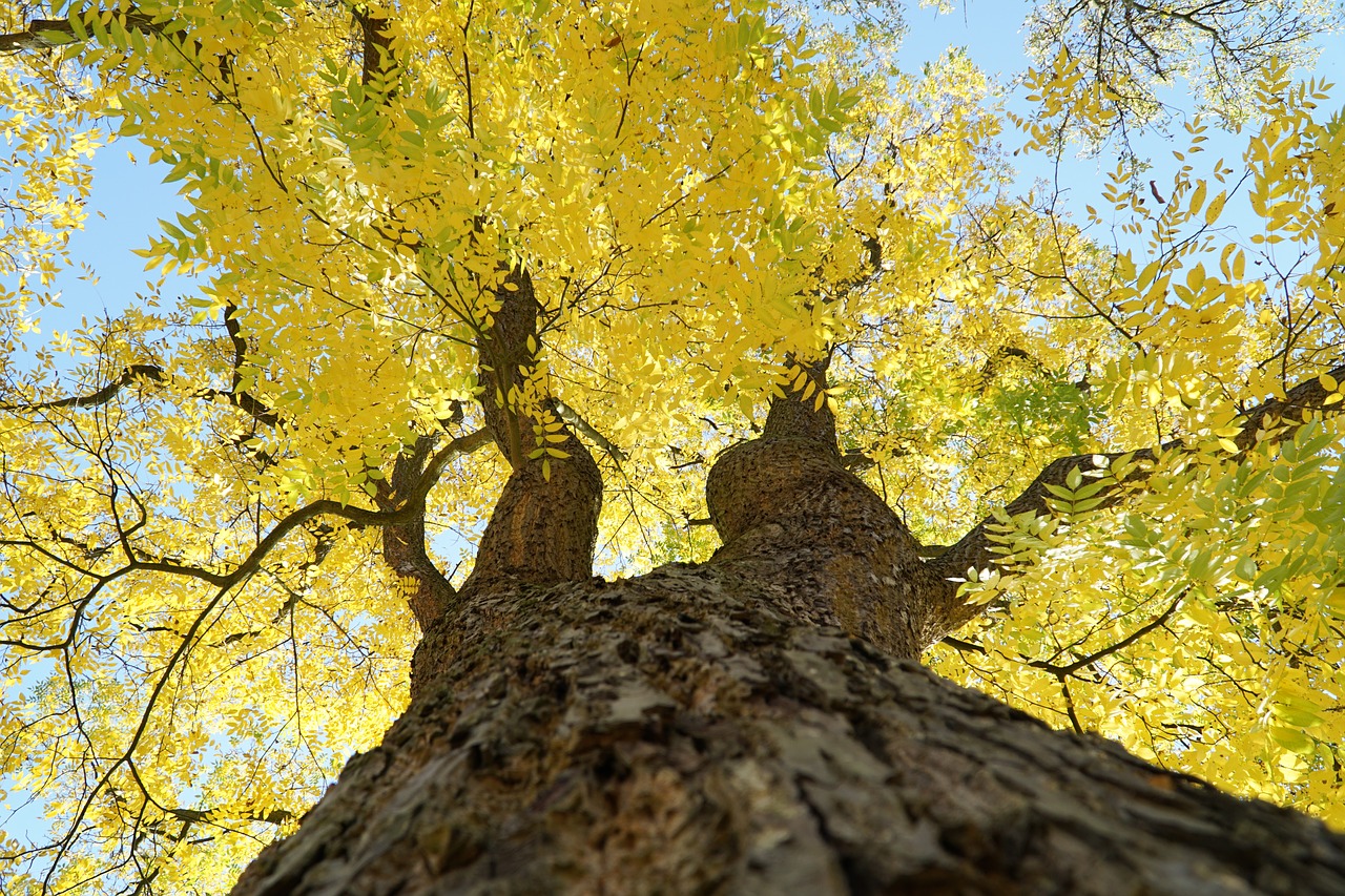 tree yellow autumn free photo