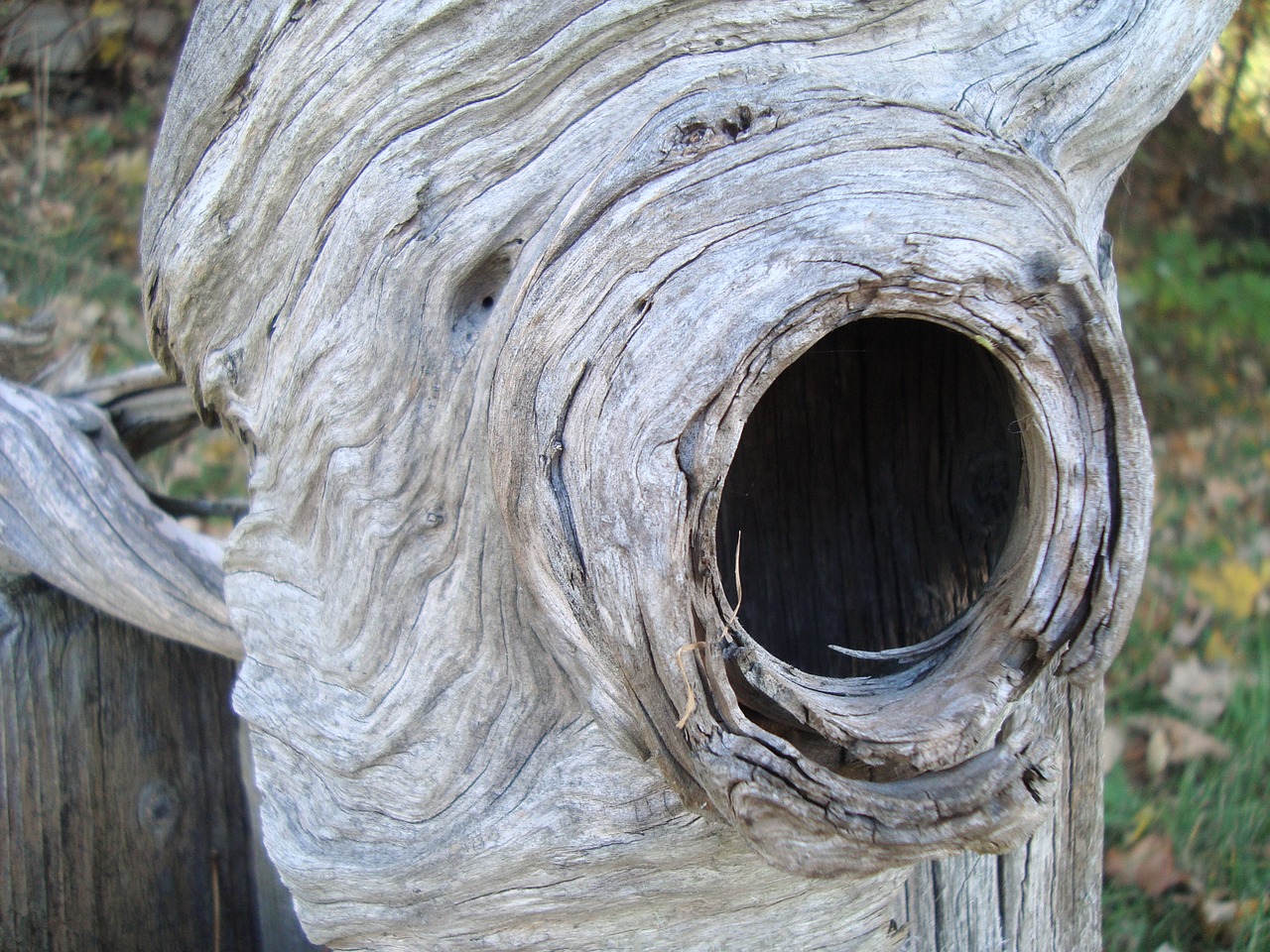 tree hole knot free photo