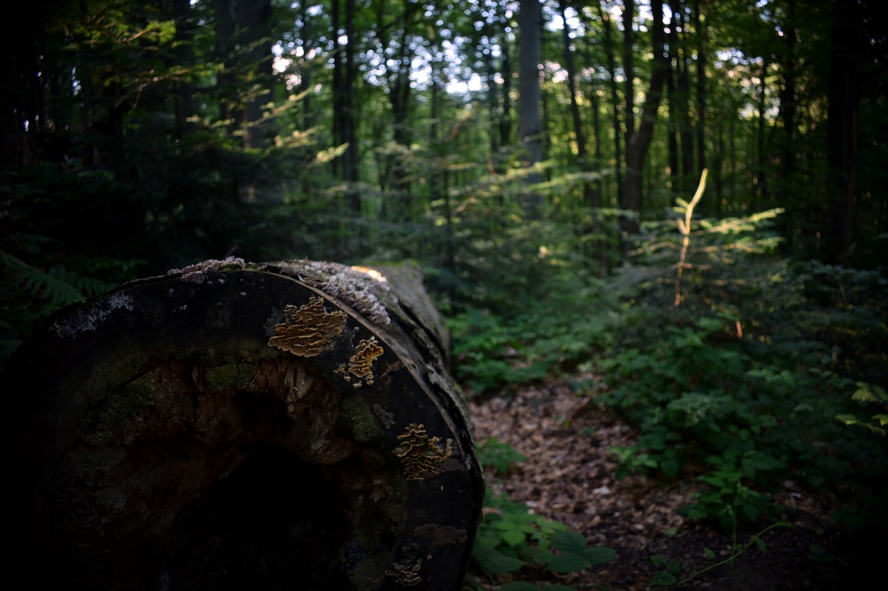 tree forest wood free photo