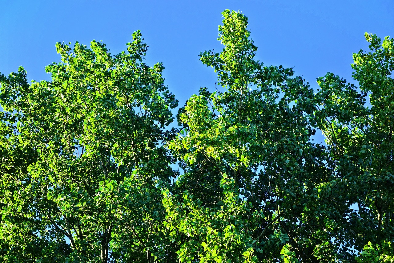 tree treetop crown free photo