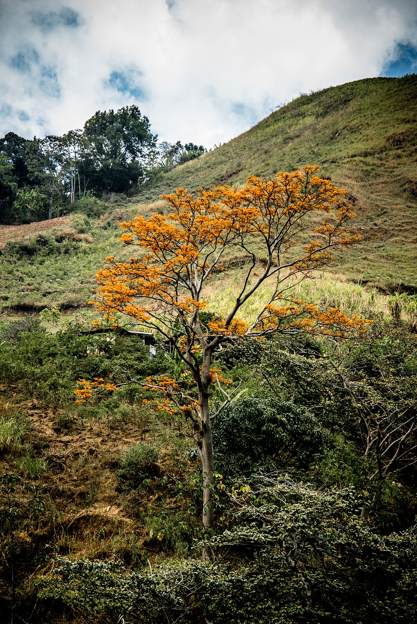 tree crown nature free photo