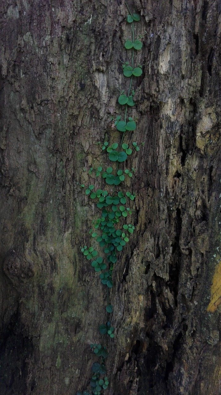 tree bark wood free photo