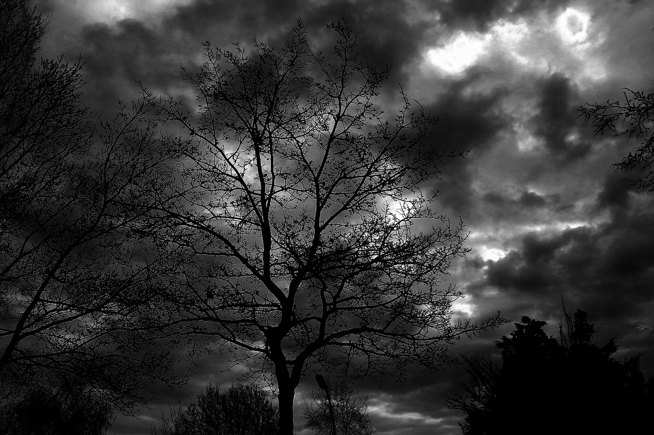 tree sky black white free photo
