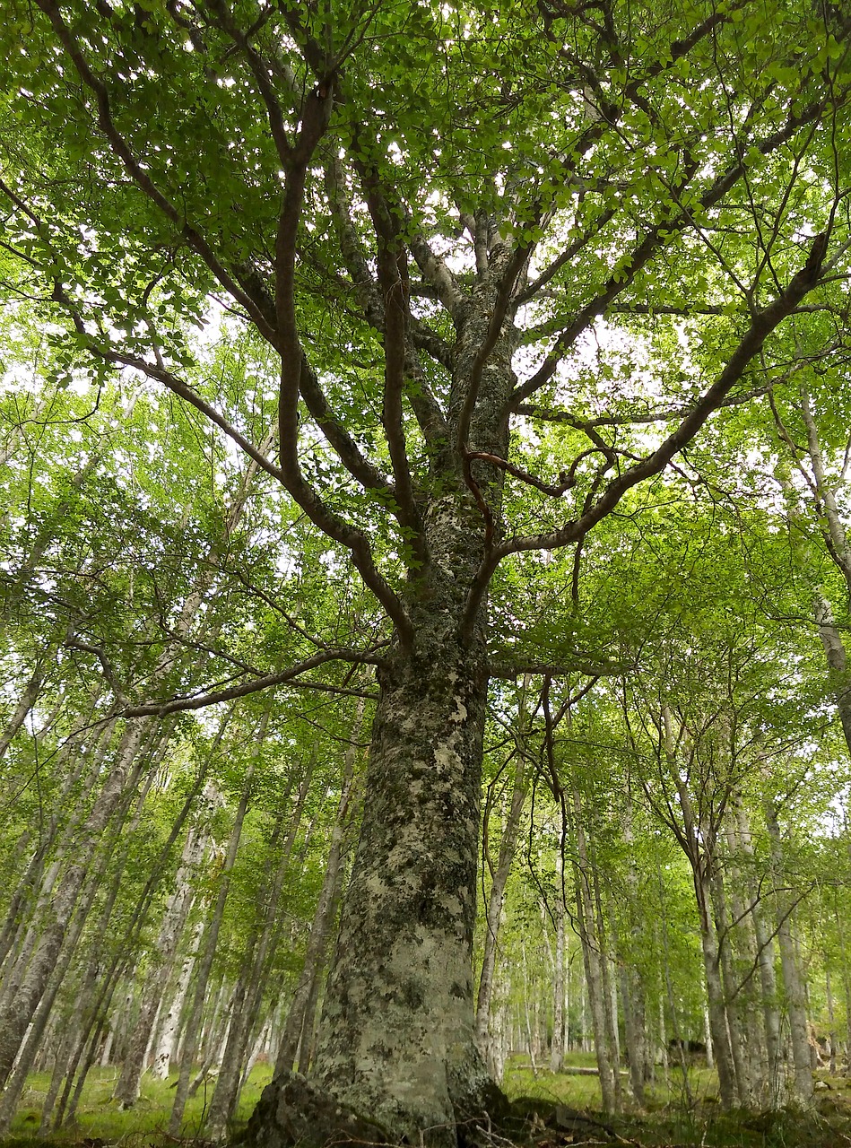 tree trees beech free photo