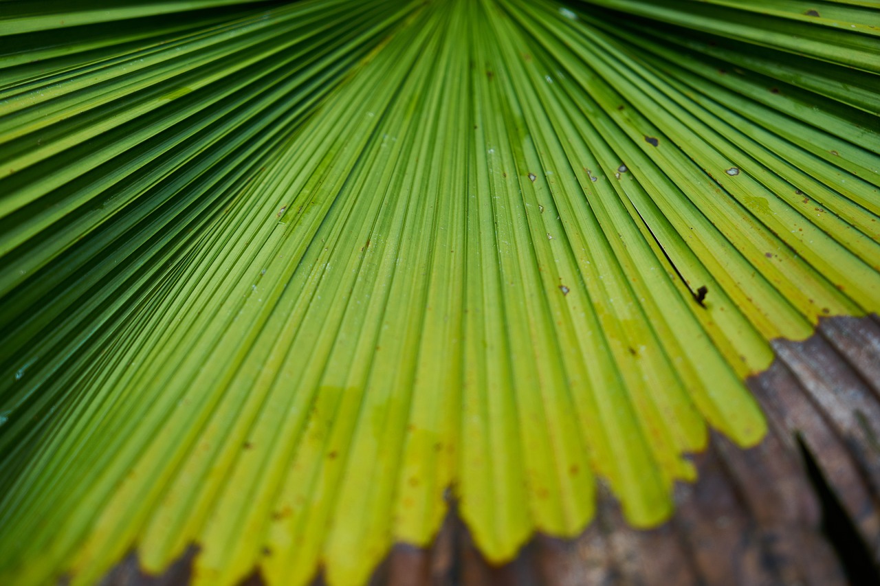 tree leaves palm free photo