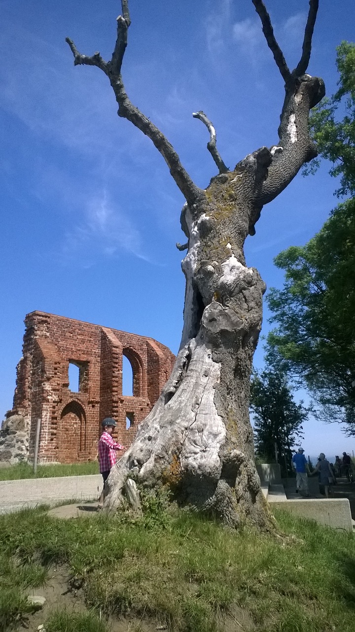 tree trzęsacz the ruins of the free photo