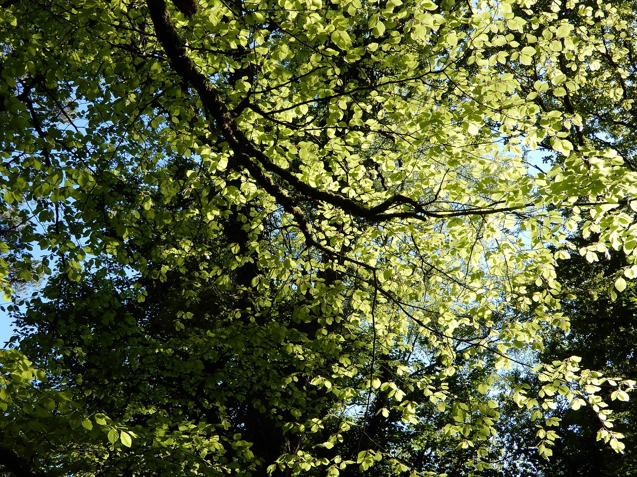 tree leaves green