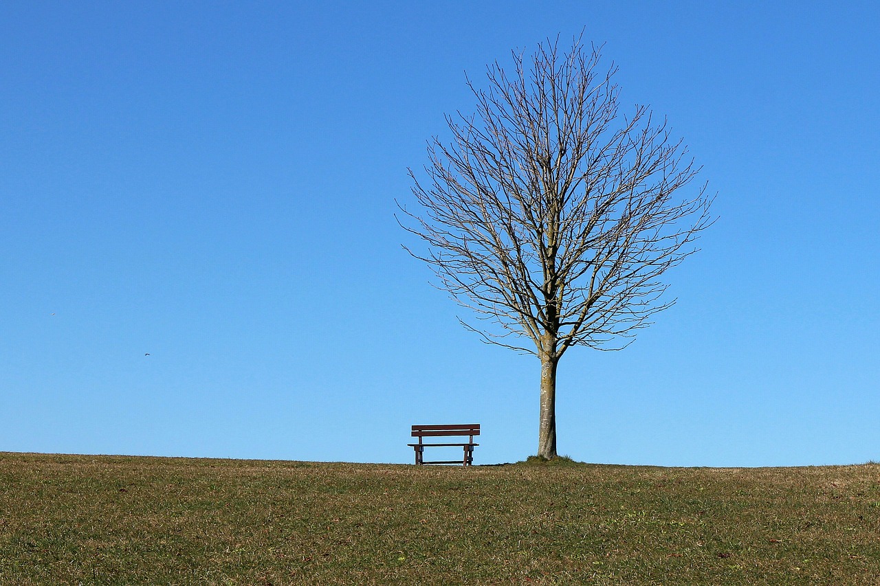 tree bench seat free photo