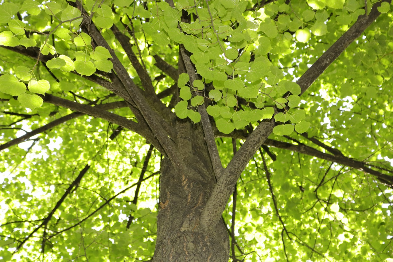 Natural tree