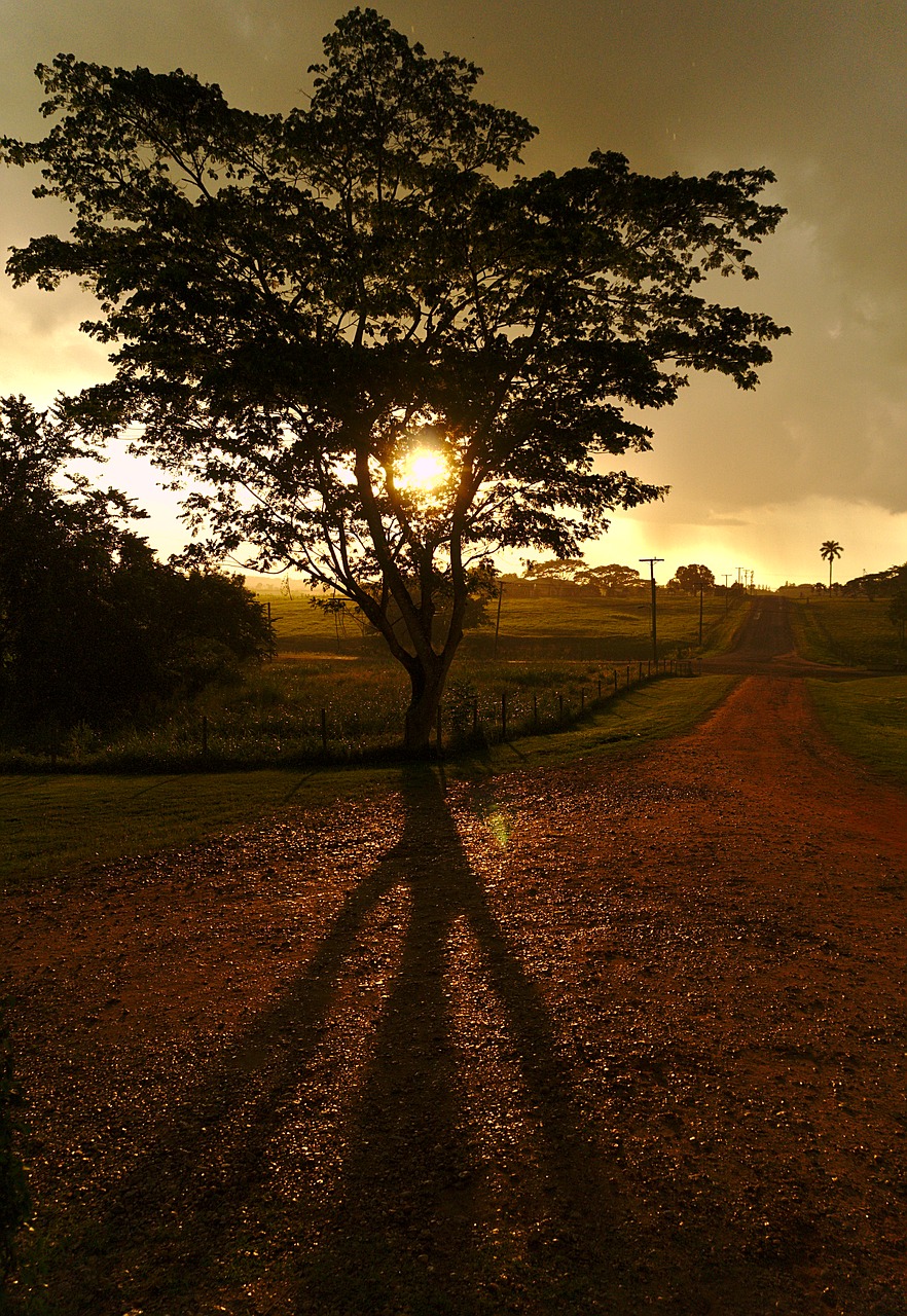 tree sunset shadow free photo