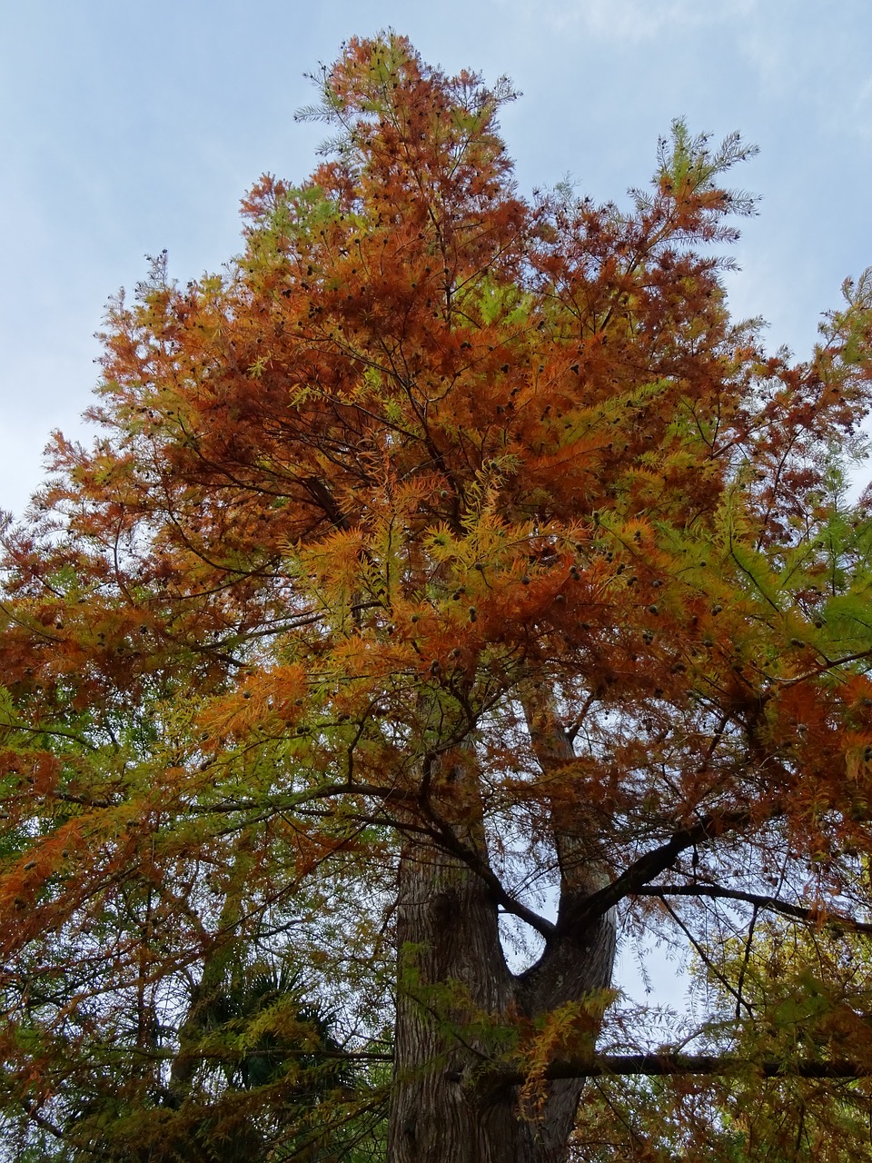 tree autumn nature free photo