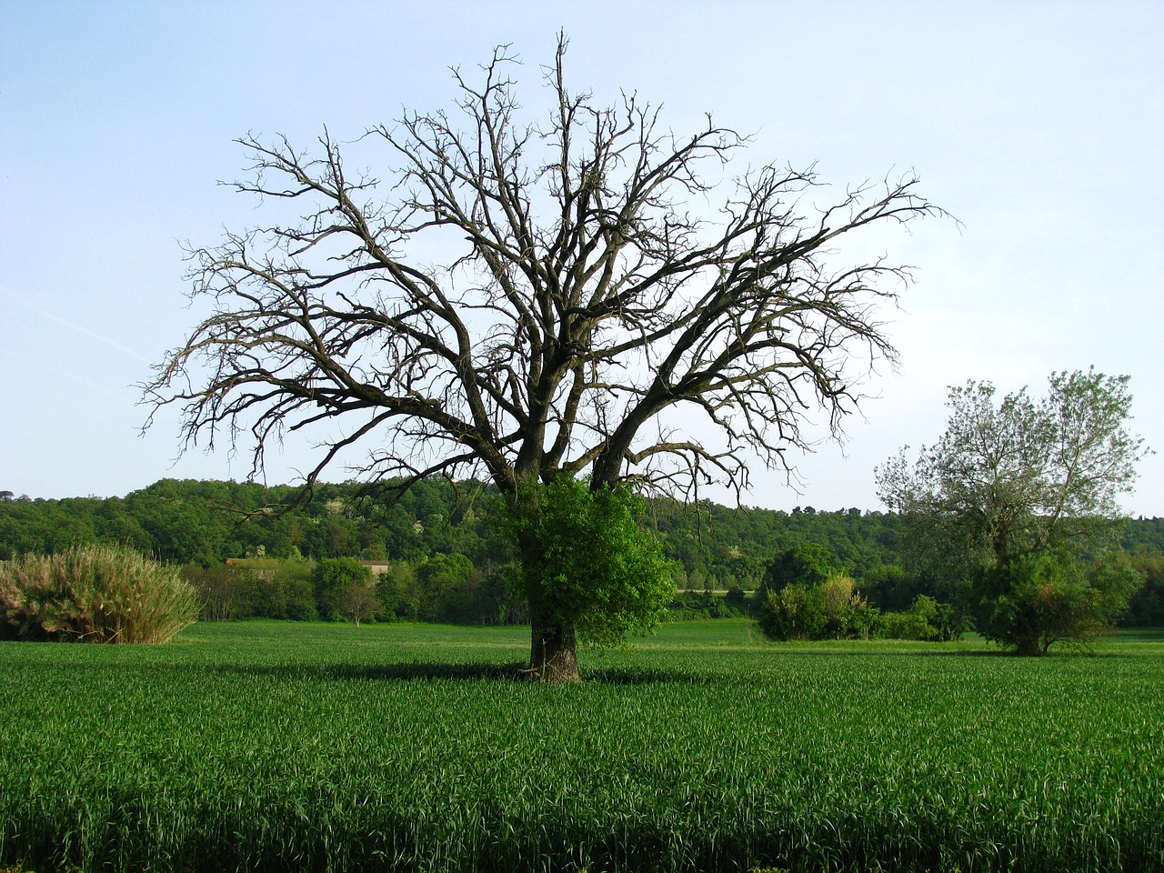 tree campaign plant free photo