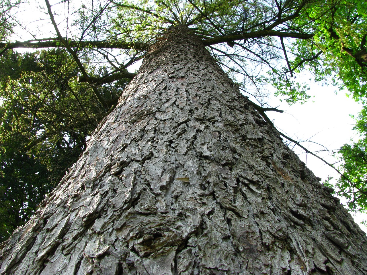 tree bark wood free photo