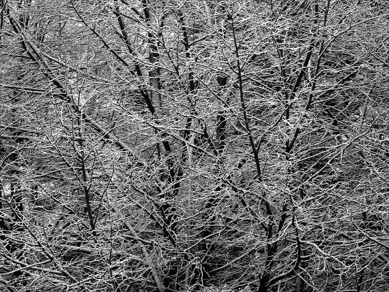 tree ice cold free photo