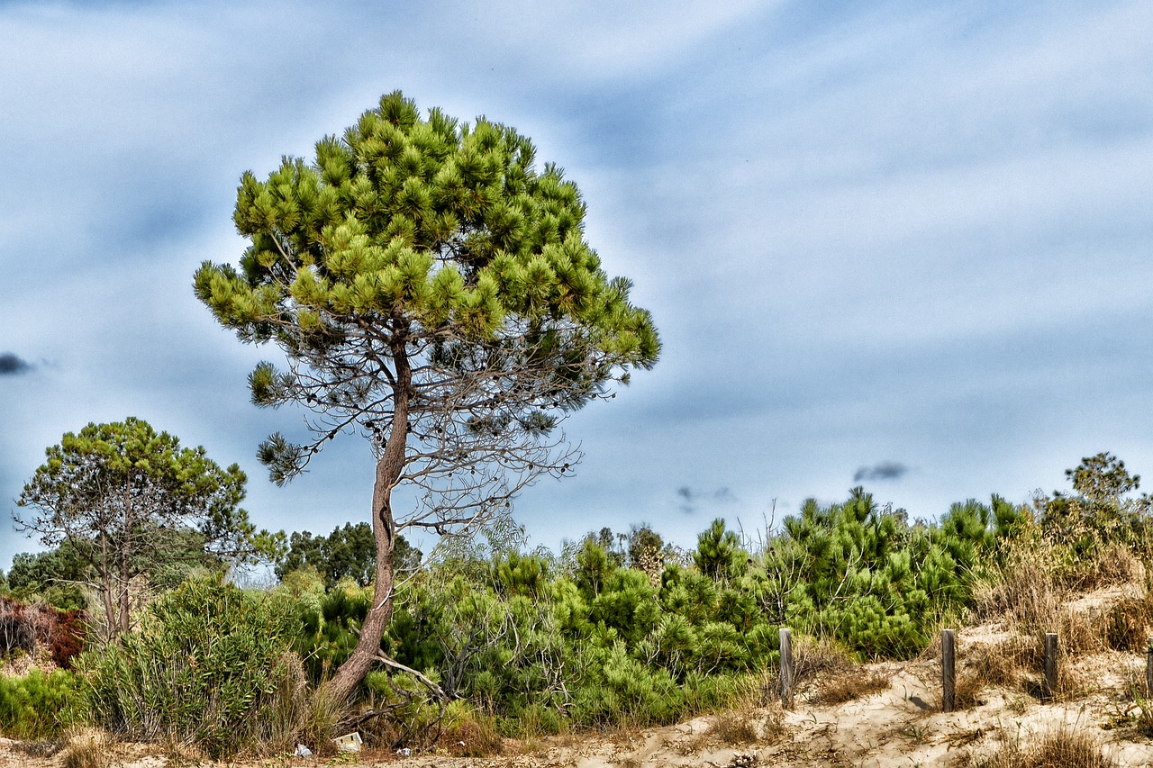 tree hdr laganas free photo