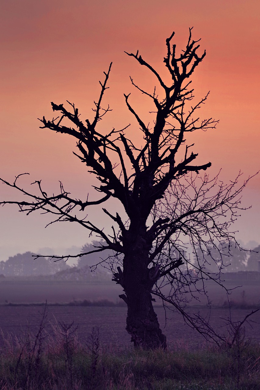 tree dried lonely free photo