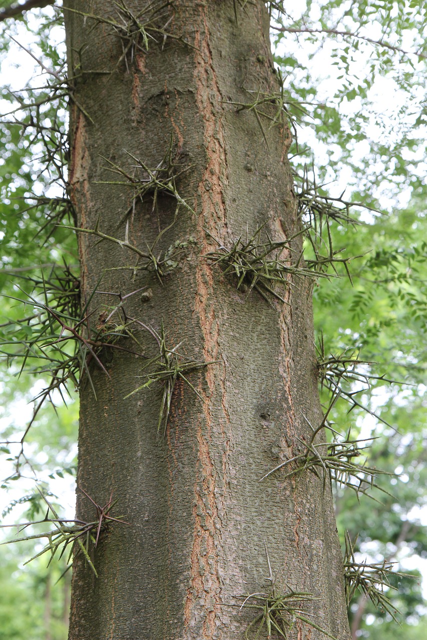 tree trunk bark free photo