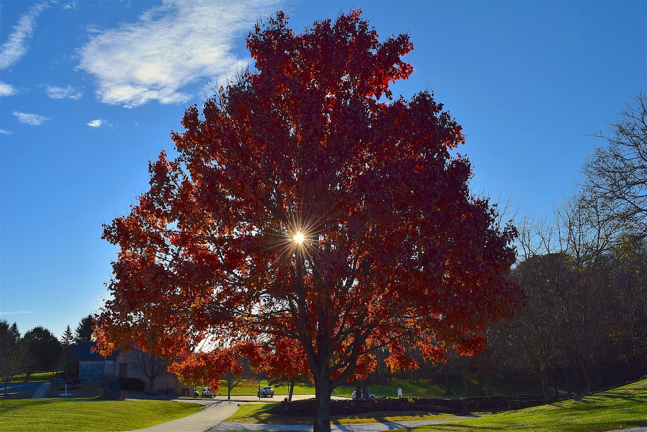 tree foliage autumn free photo