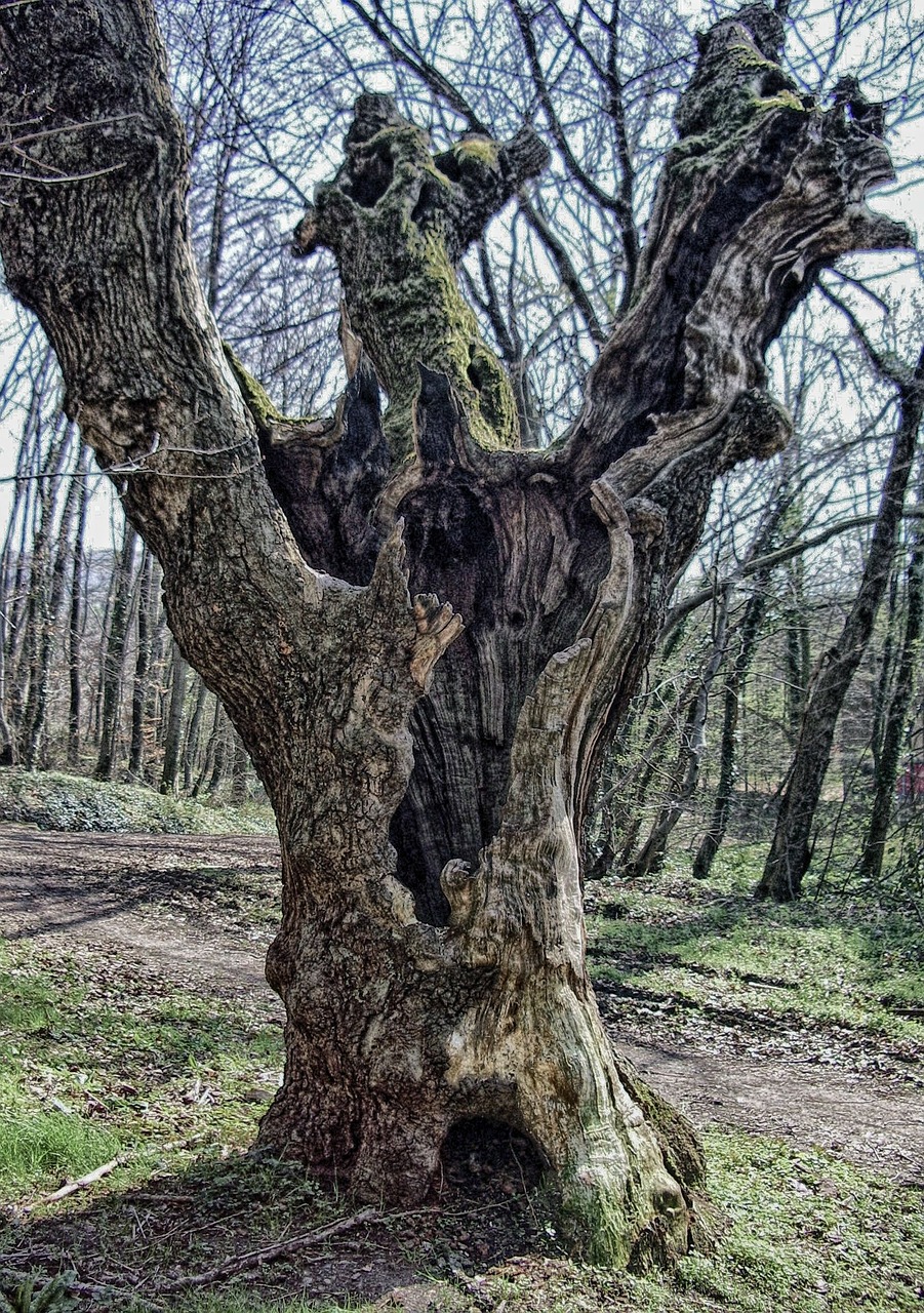 tree log autumn free photo