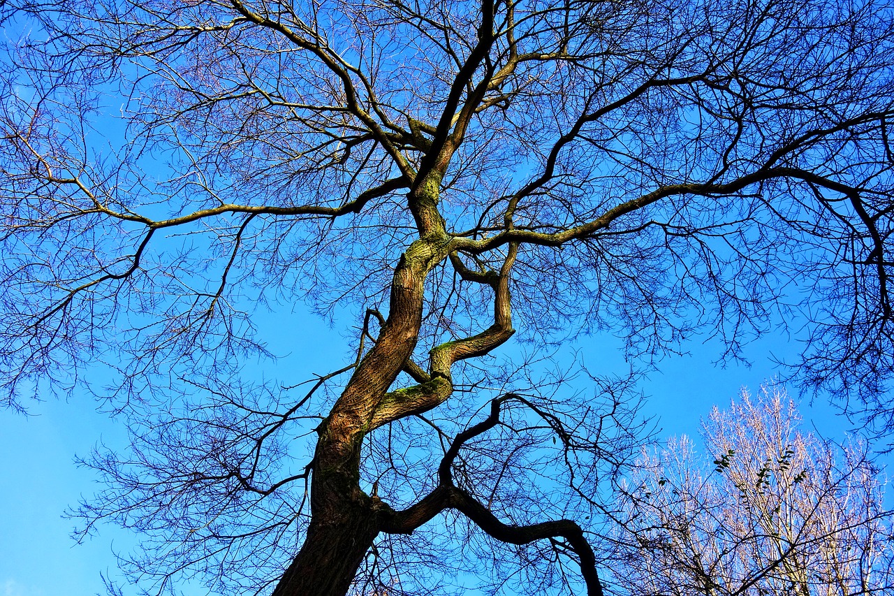 tree winter tree branches free photo