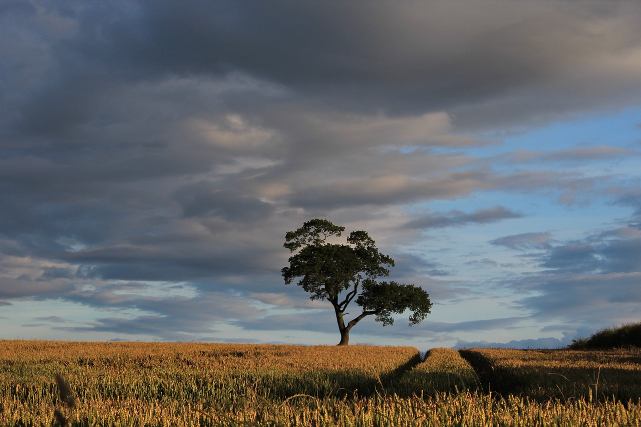 tree field sunset free photo