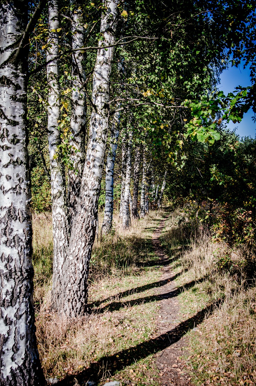 tree birch the path free photo