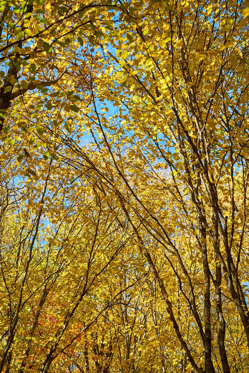 tree leaves branch free photo