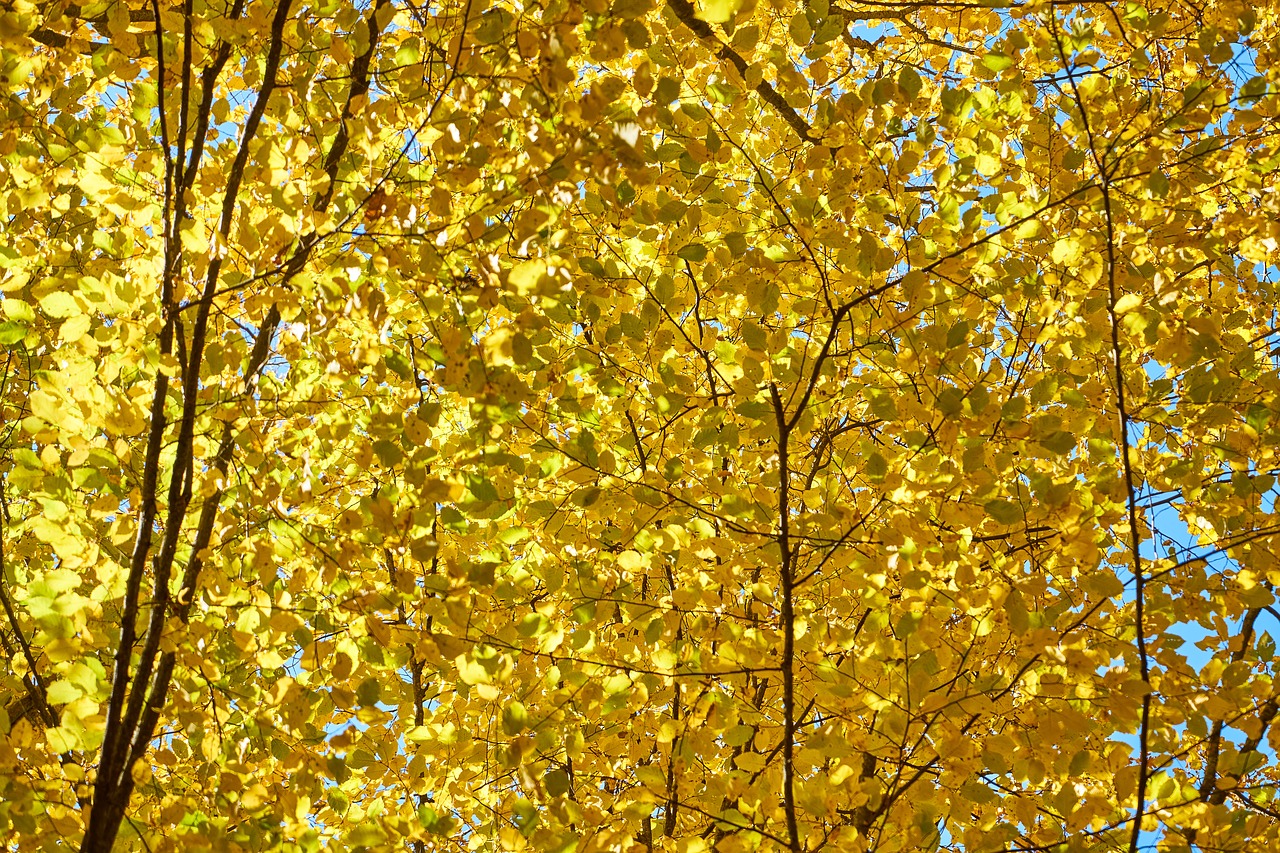 tree leaves branch free photo