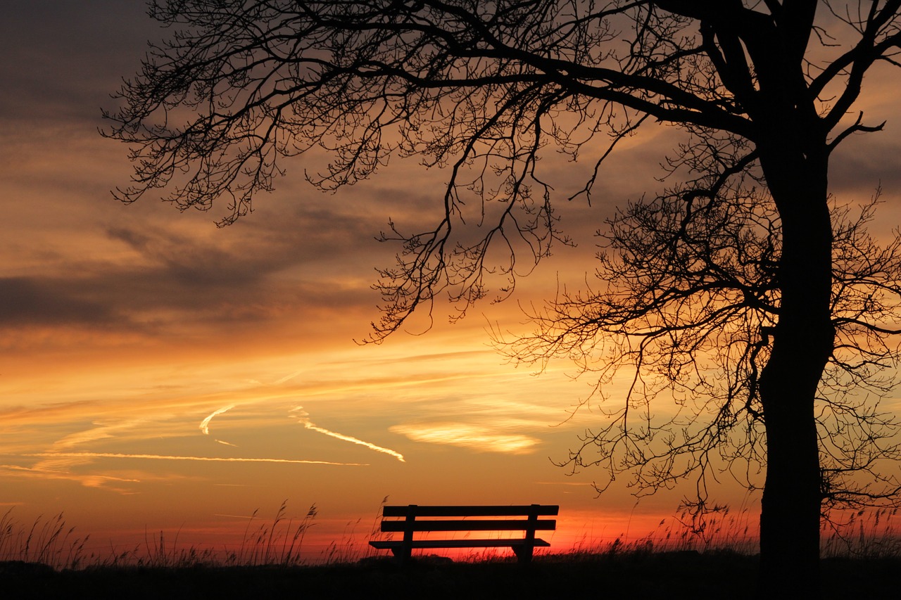 tree sunset bench free photo