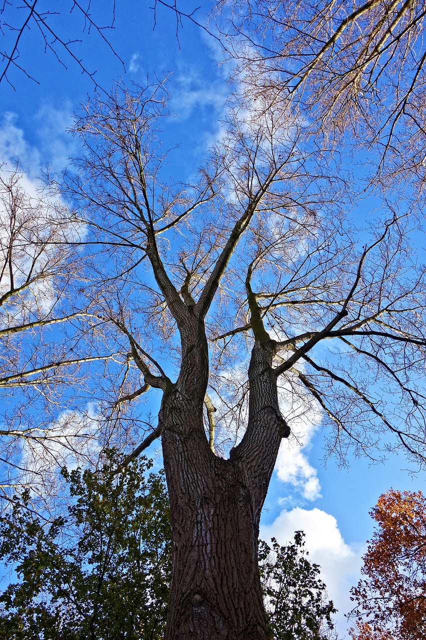 tree trunk branches free photo