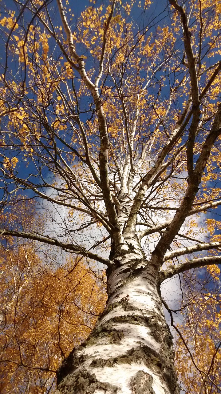 tree october autumn free photo