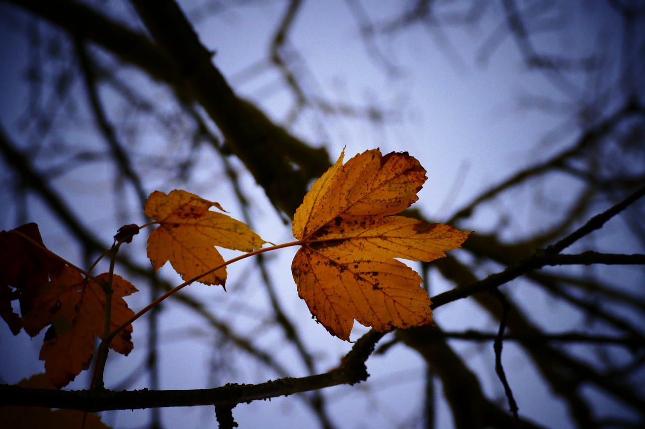 tree fall nature free photo