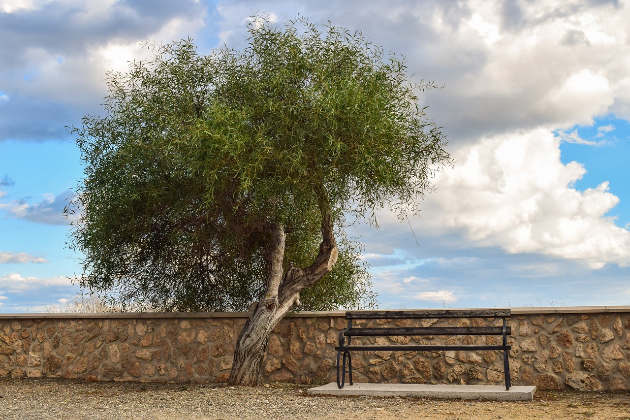 tree bench scenery free photo