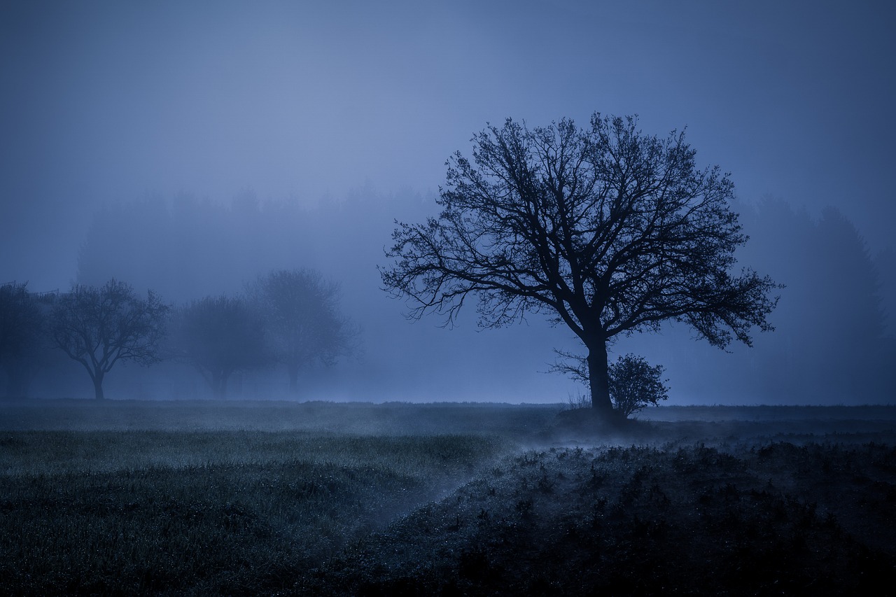 tree fog mood free photo