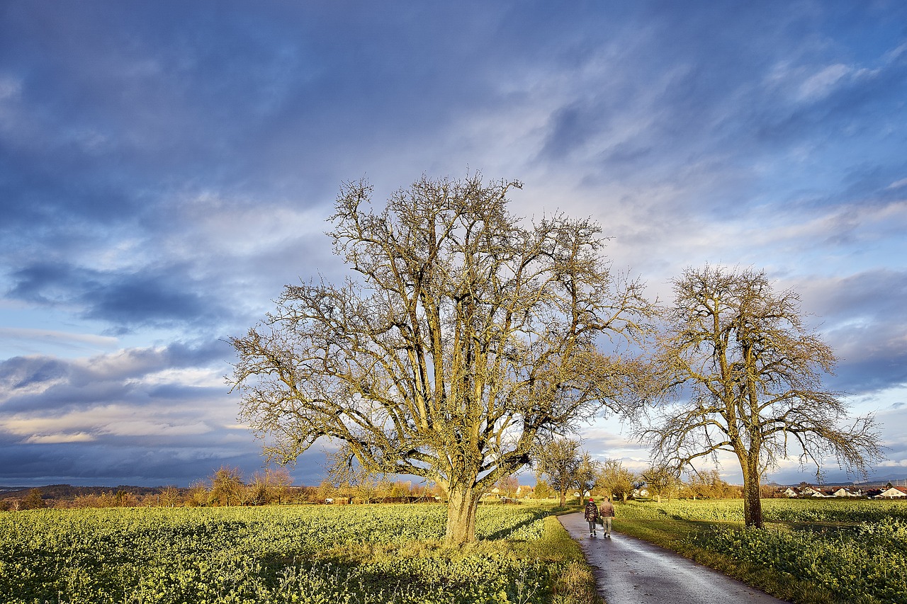 tree weather sky free photo