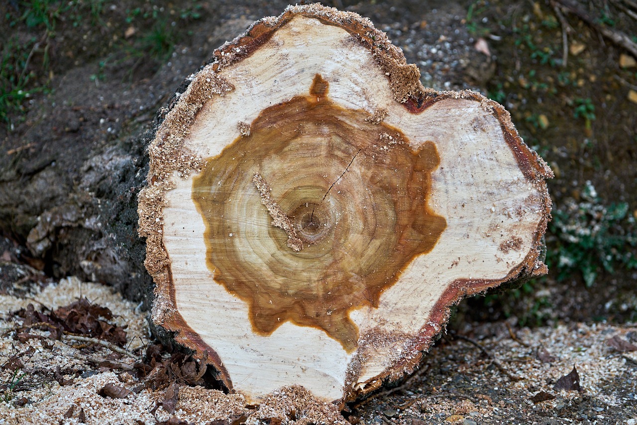 tree log tree cases free photo