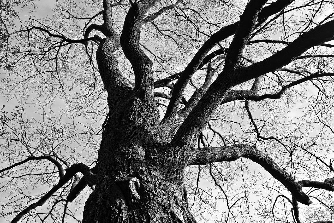 tree branches gnarled free photo