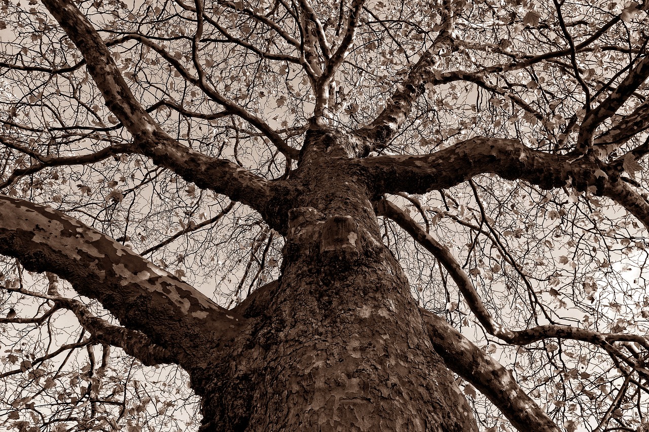 tree trunk gnarled free photo