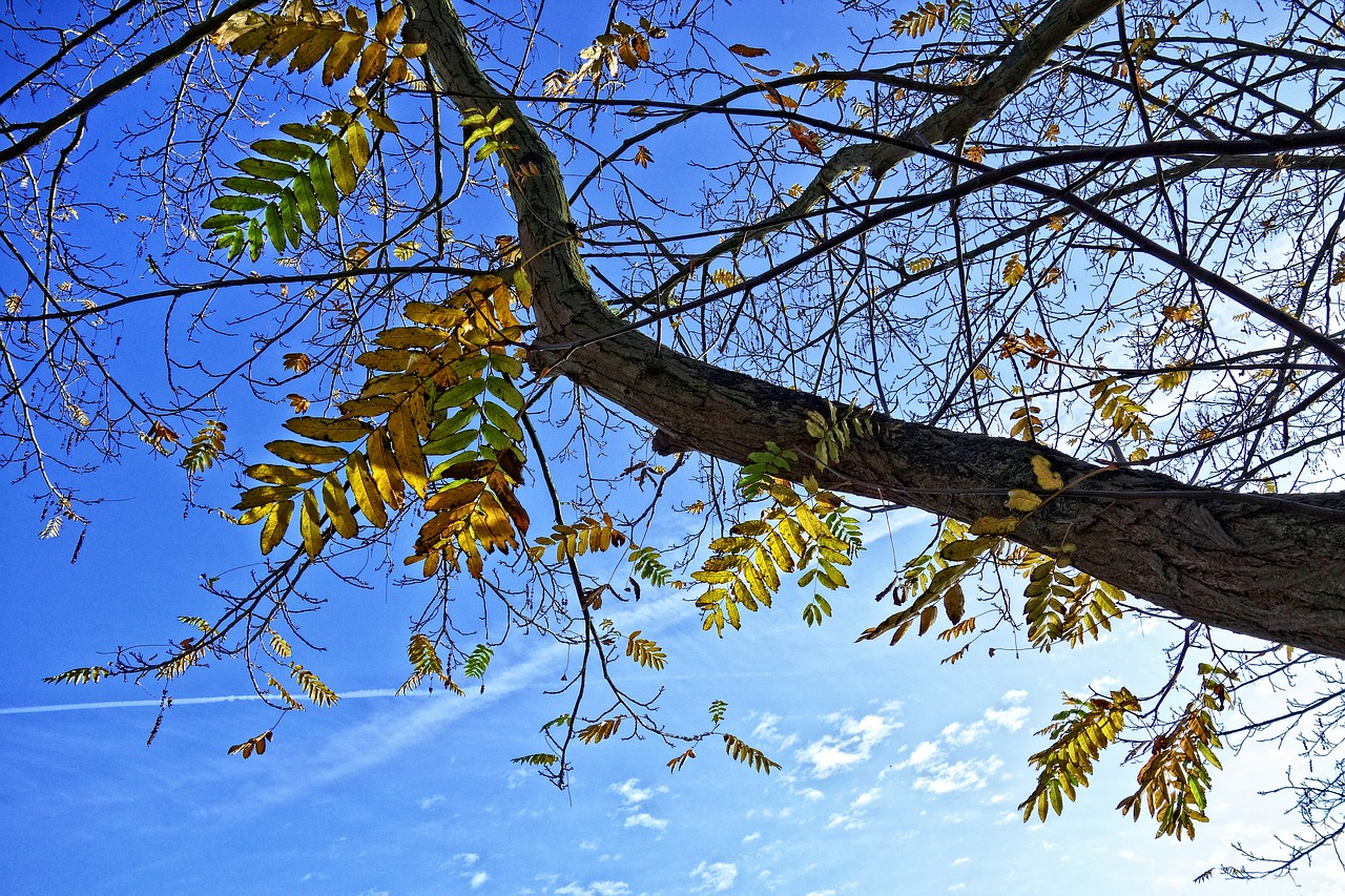 tree branch leaves free photo