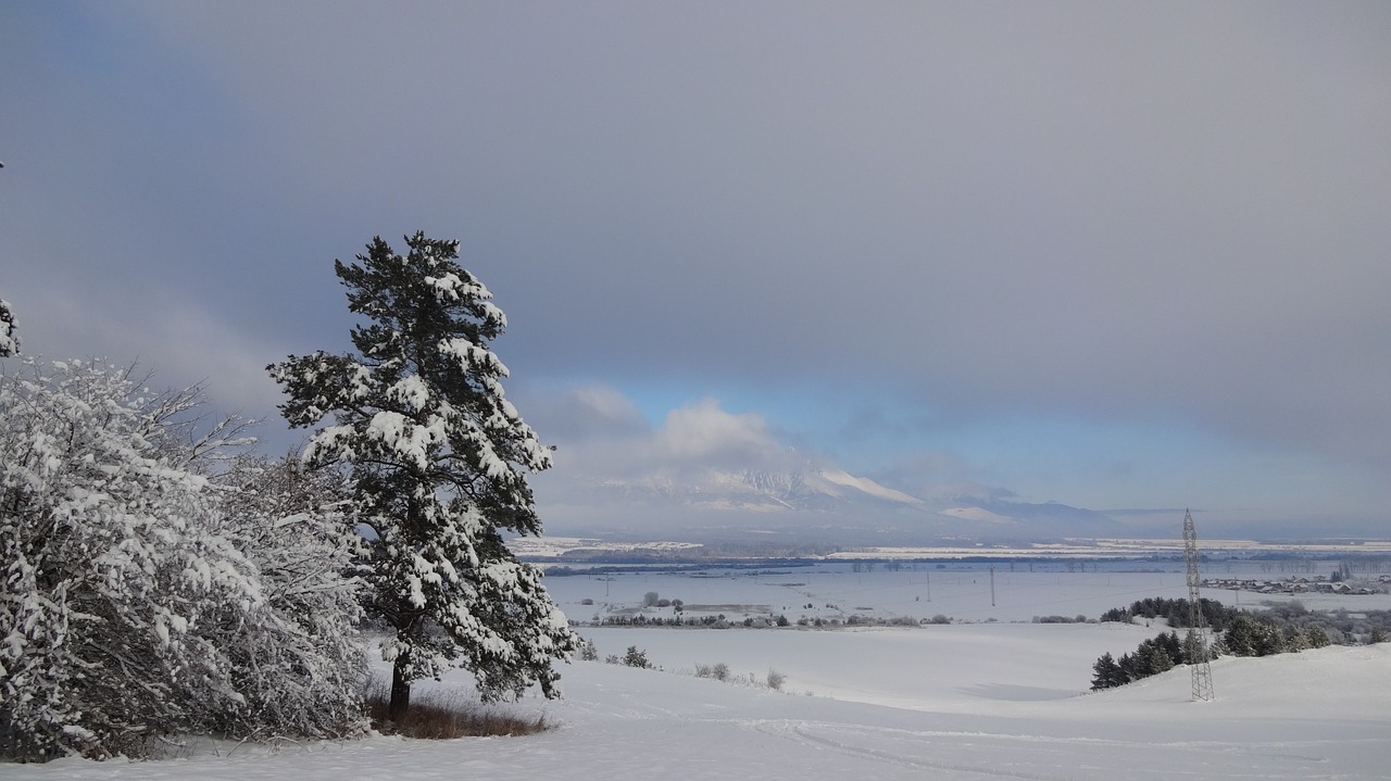 tree winter snow free photo