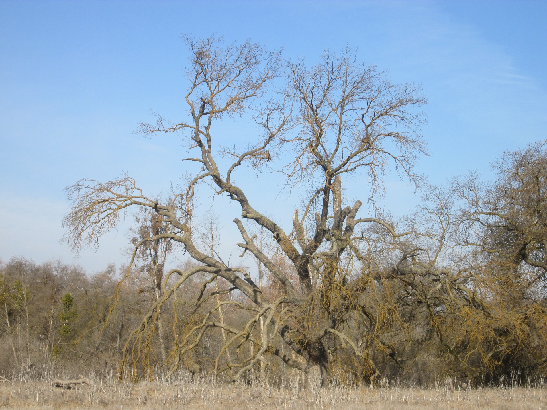 tree nature plant free photo