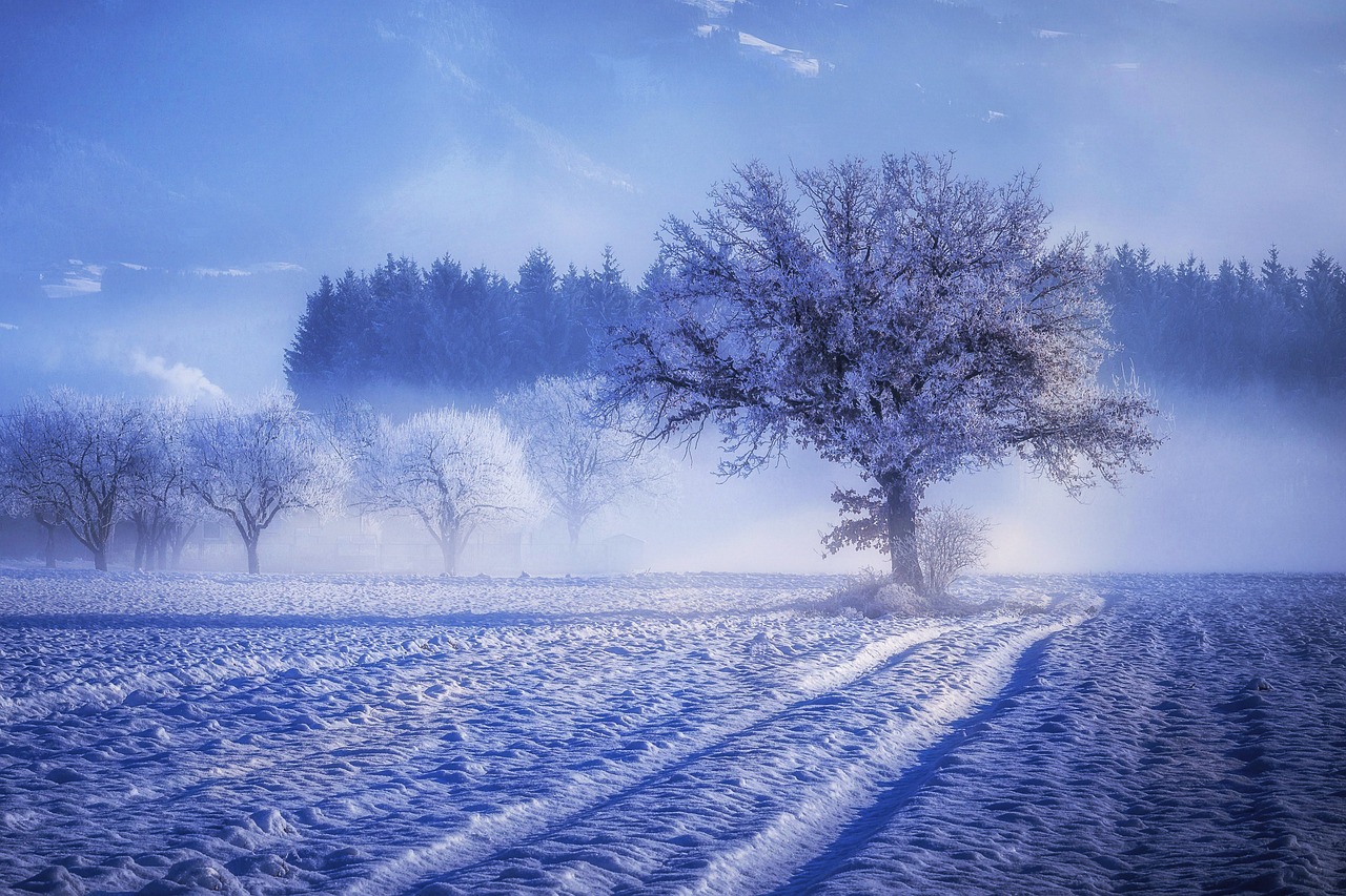 tree fog landscape free photo