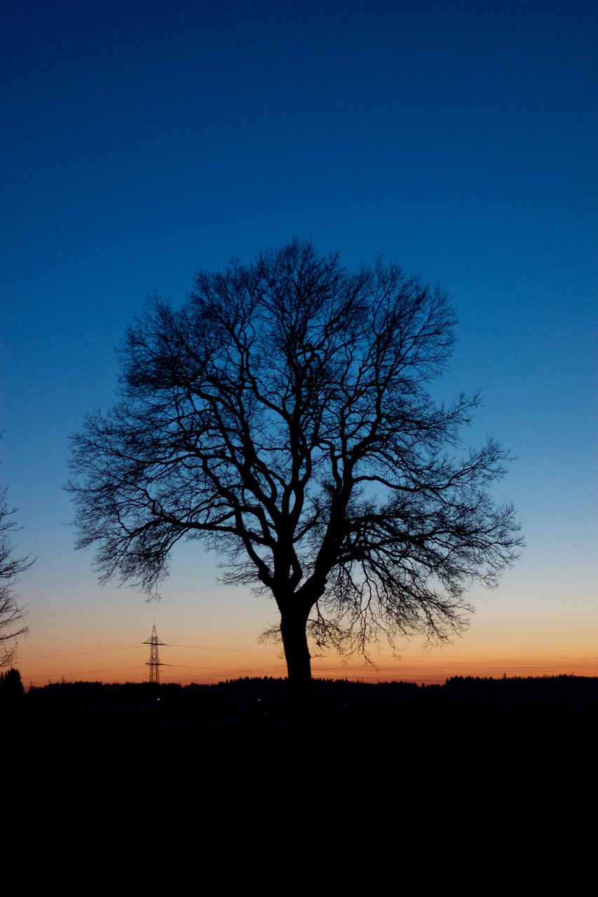 tree sun sunset free photo